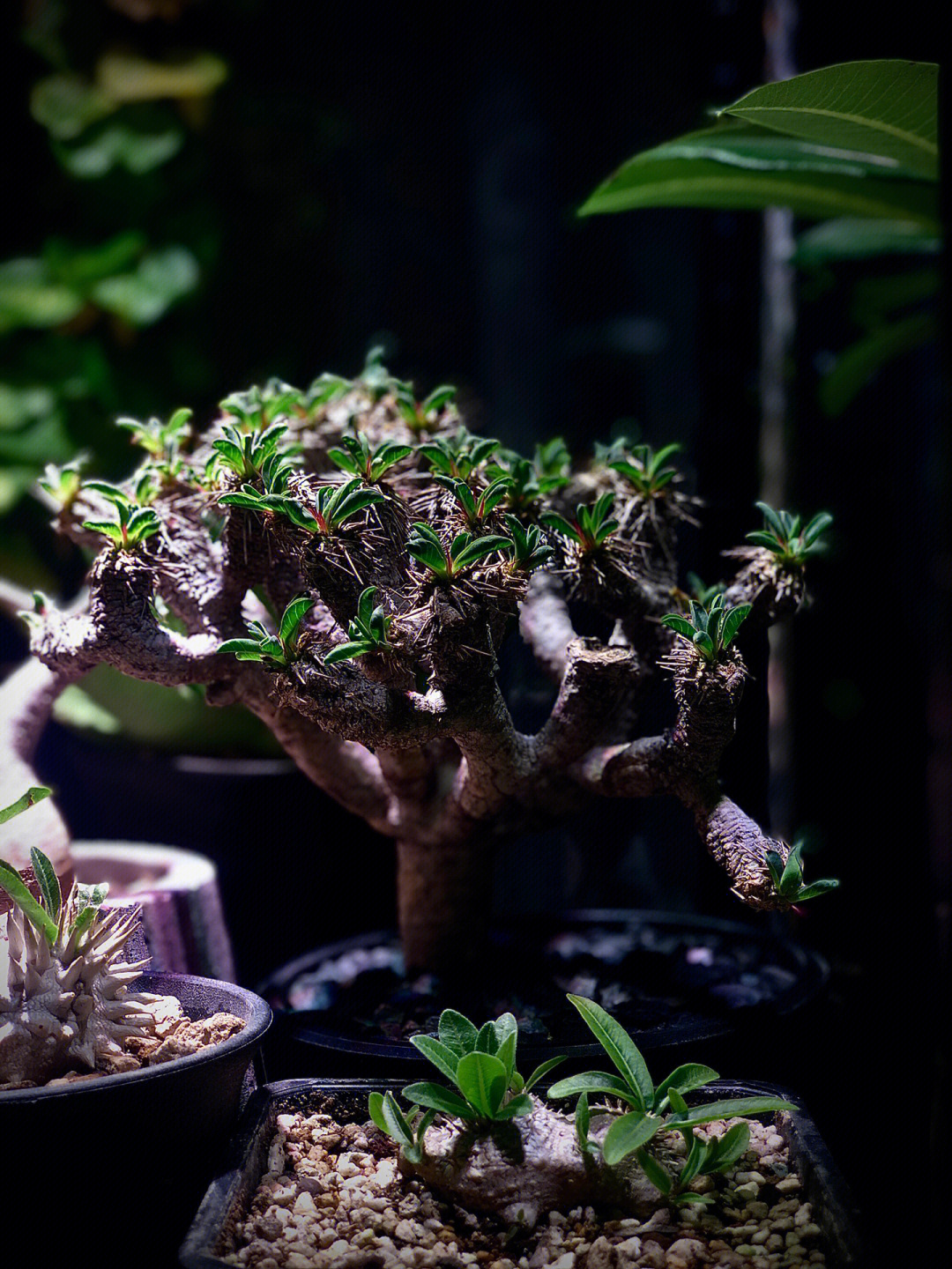 分享自己家的块根植物