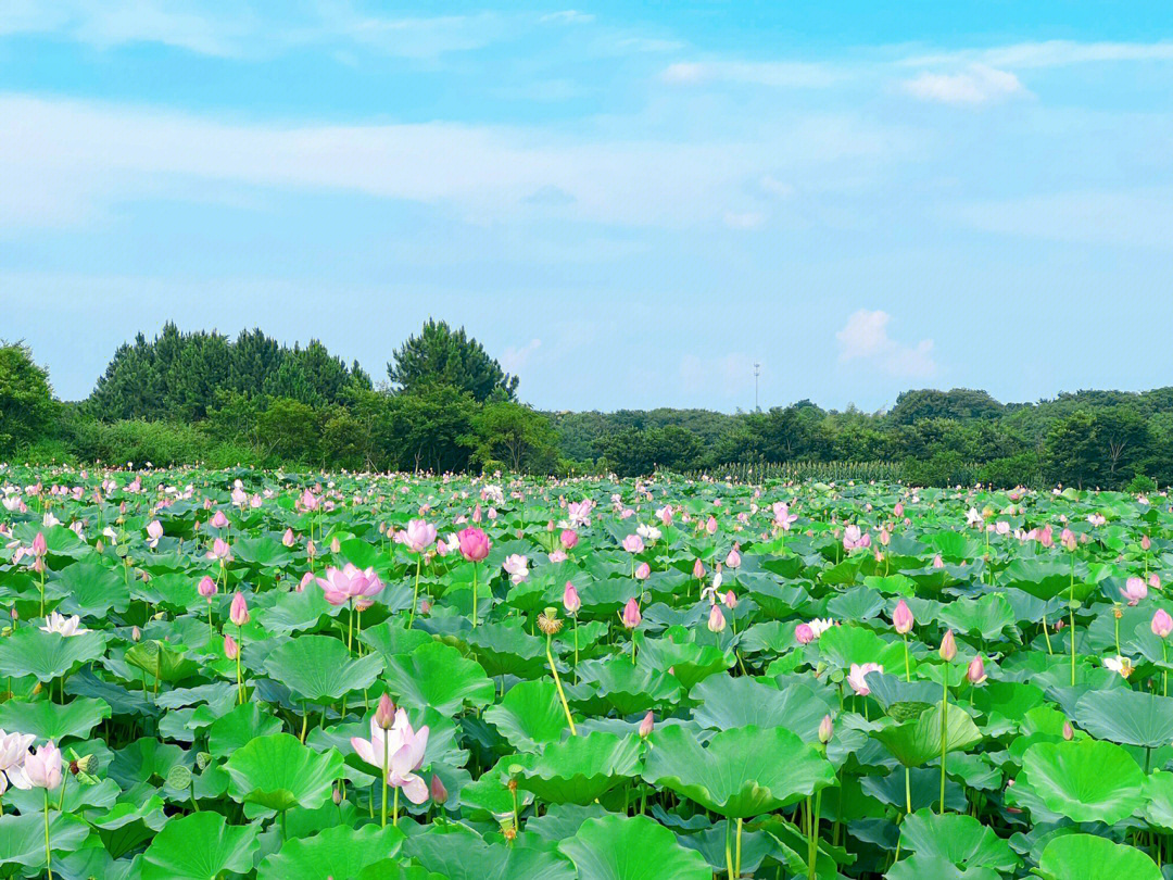 荷花塘图片大全大图图片