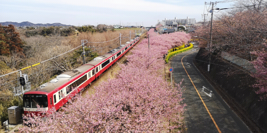 日本赏樱大会图片