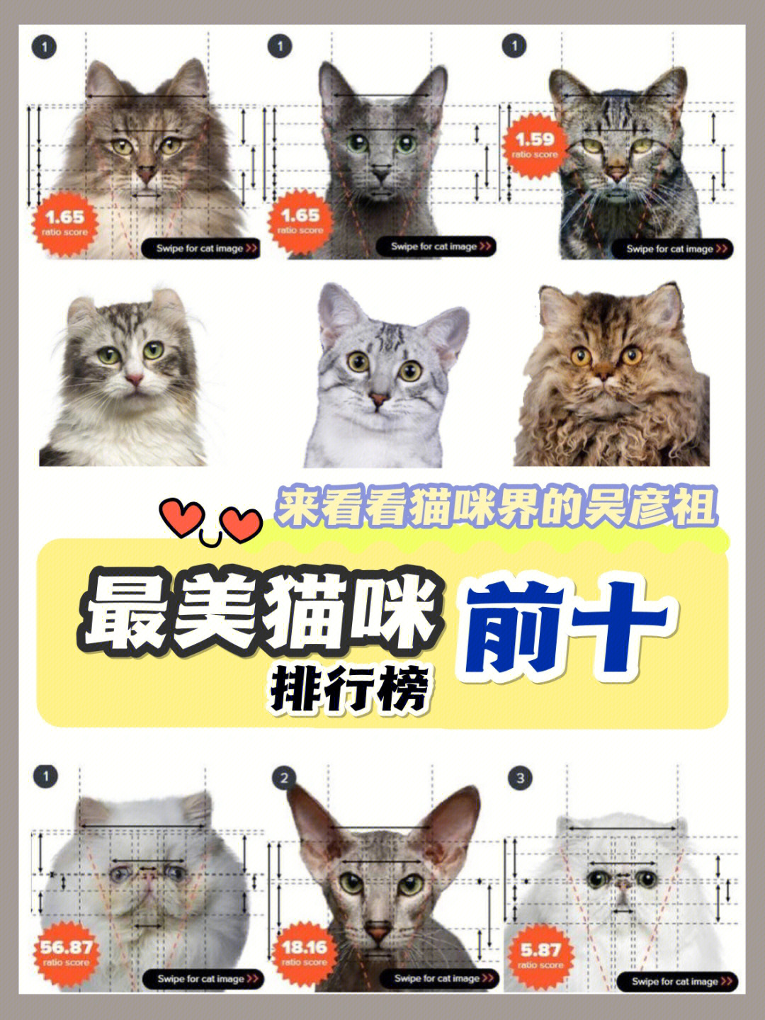 十大最美猫咪排行榜来看看猫界吴彦祖是谁