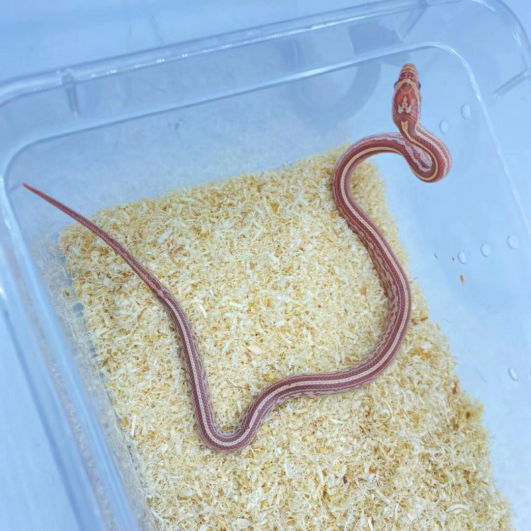 白化红玉米蛇吃什么图片