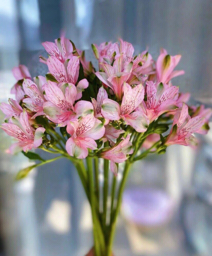 水仙花什么颜色粉色图片