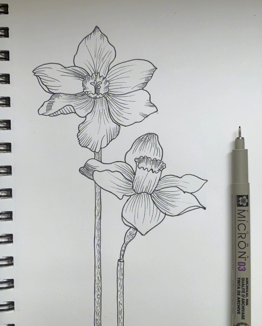 水仙花的画法简单图片