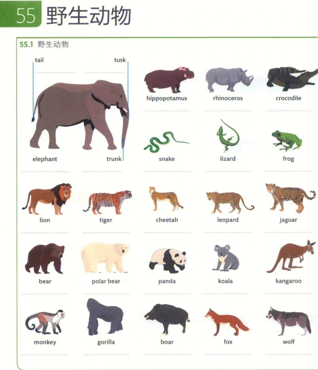 大象英语单词怎么读图片