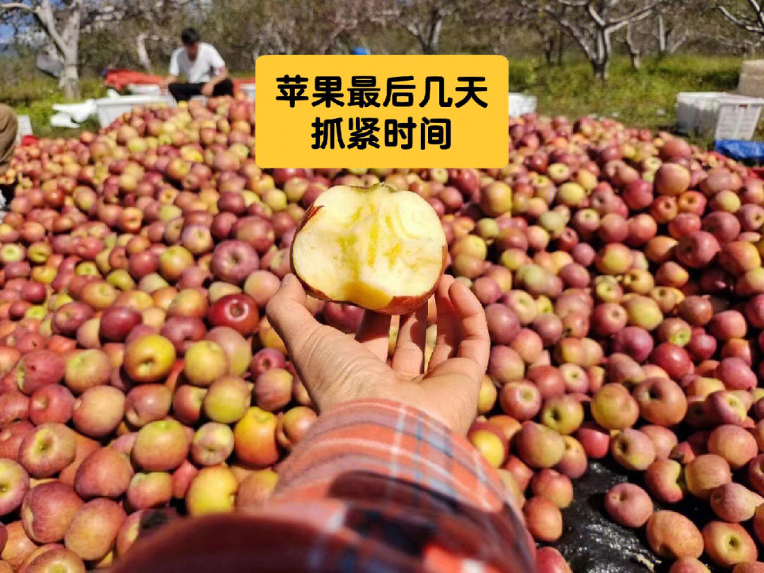 糖心苹果