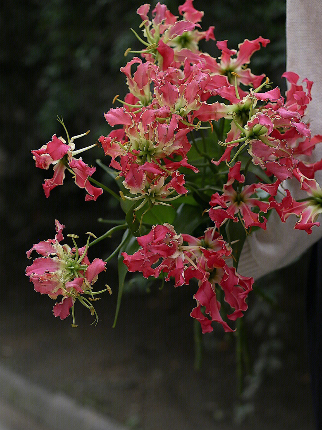 嘉兰花花语图片