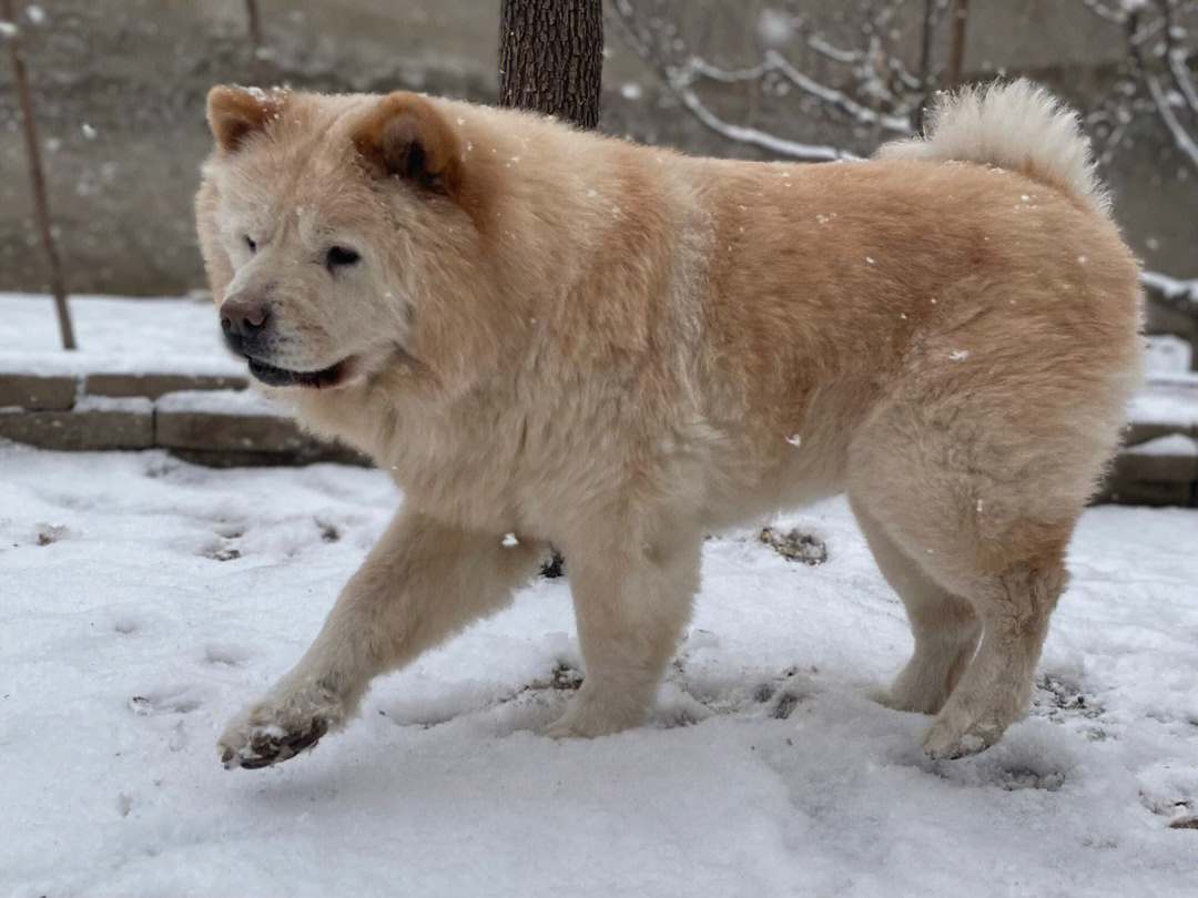 雪狗发呆