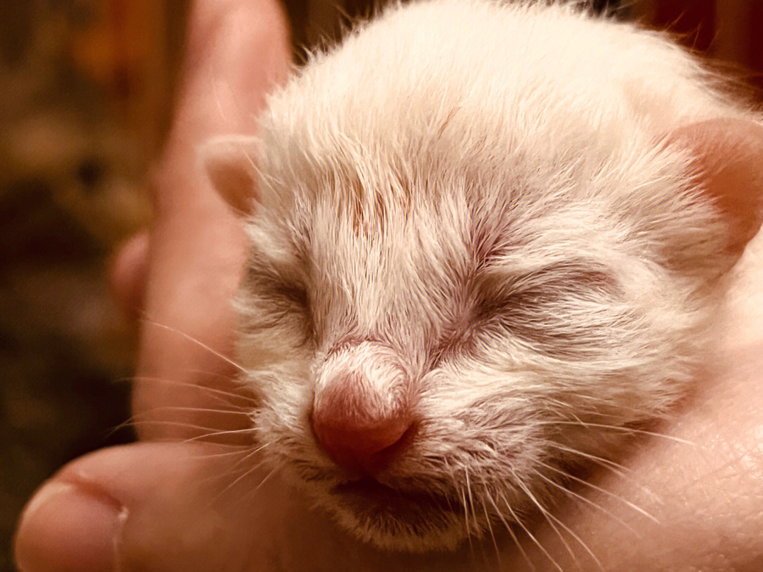 猫刚出生的样子图片
