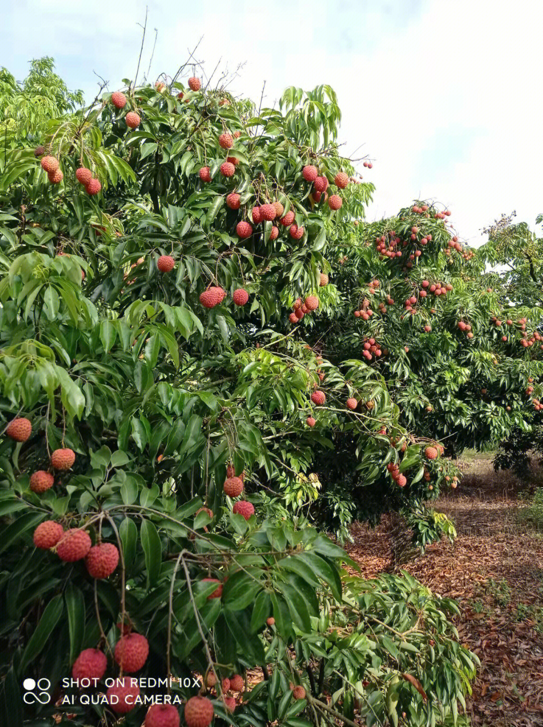 这 就是正宗的广东茂名高荔枝~桂味荔枝,自家果园,在果园摘了就直接发