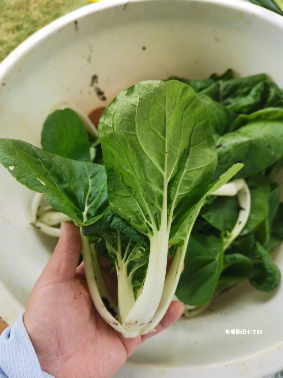 澳洲种菜奶白菜矮脚奶白菜青菜