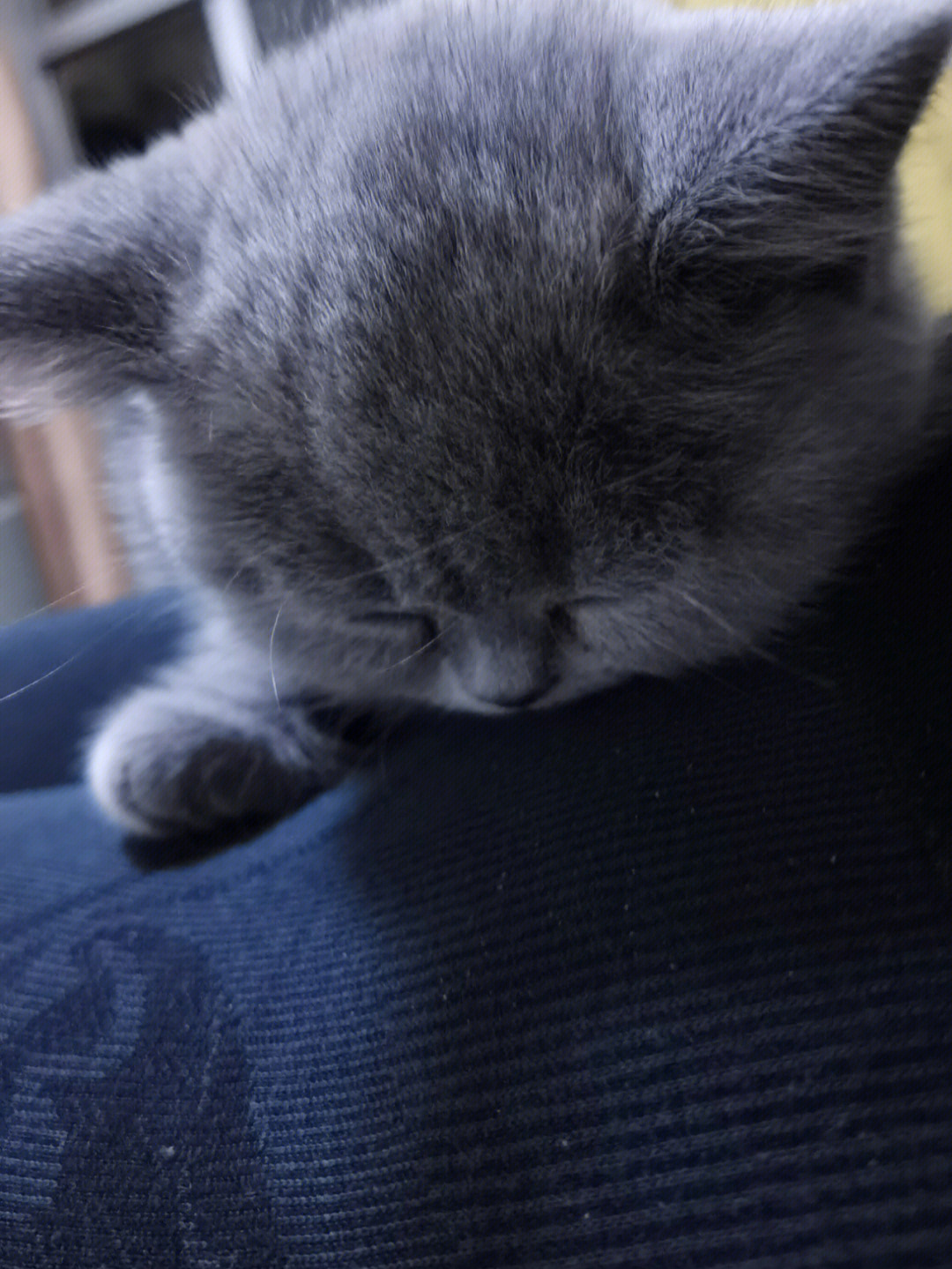 两个月蓝猫各种睡姿