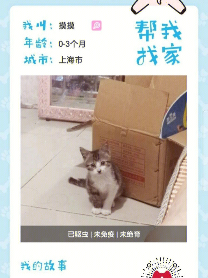免费领养猫咪上海闵行浦江镇地铁站附近