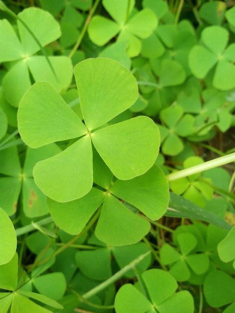 苹别名:四叶菜田字草学名:marsilea quadtifolia l