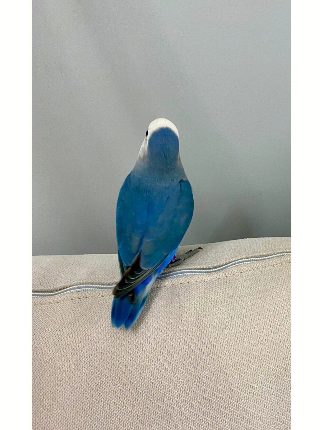 蓝底白闪牡丹鹦鹉照片图片
