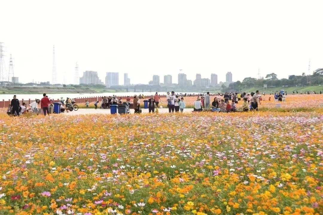 佛山芦苞花海公园图片