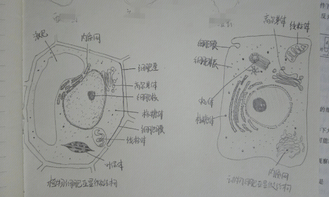 初中动植物细胞结构图图片