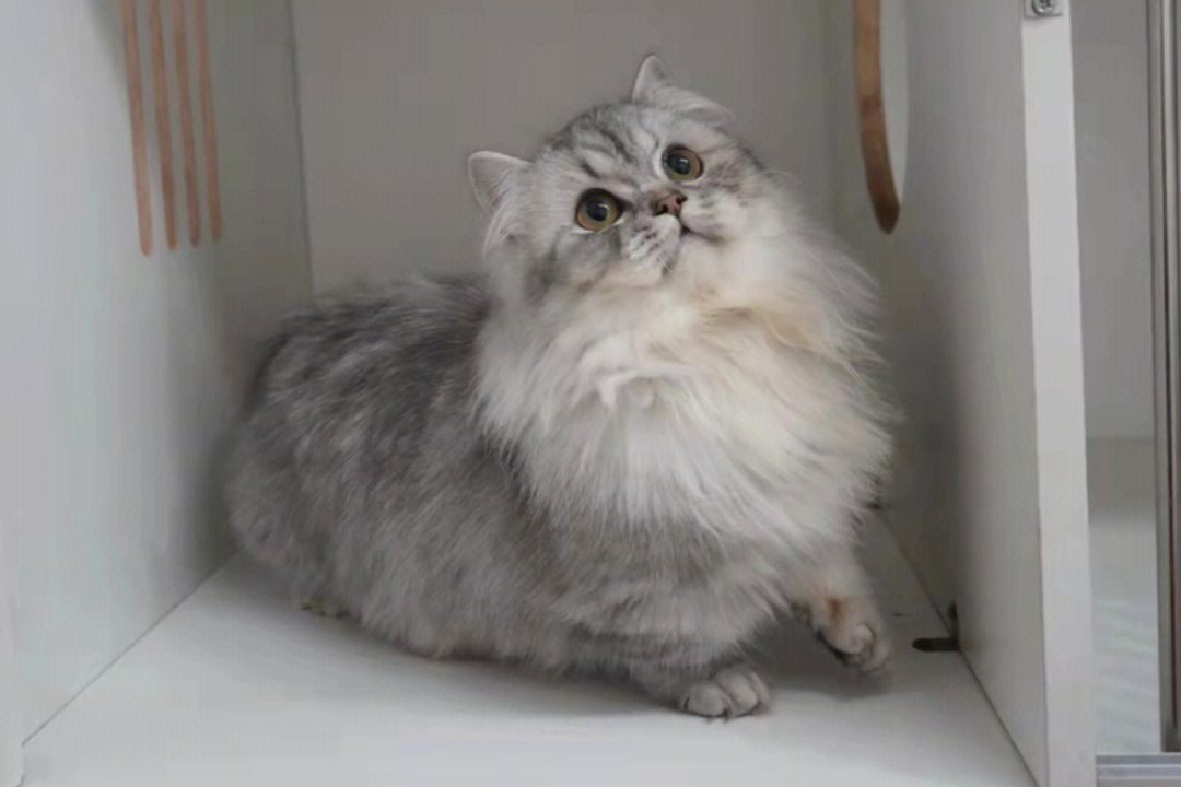 虎斑拿破仑猫成年图片图片