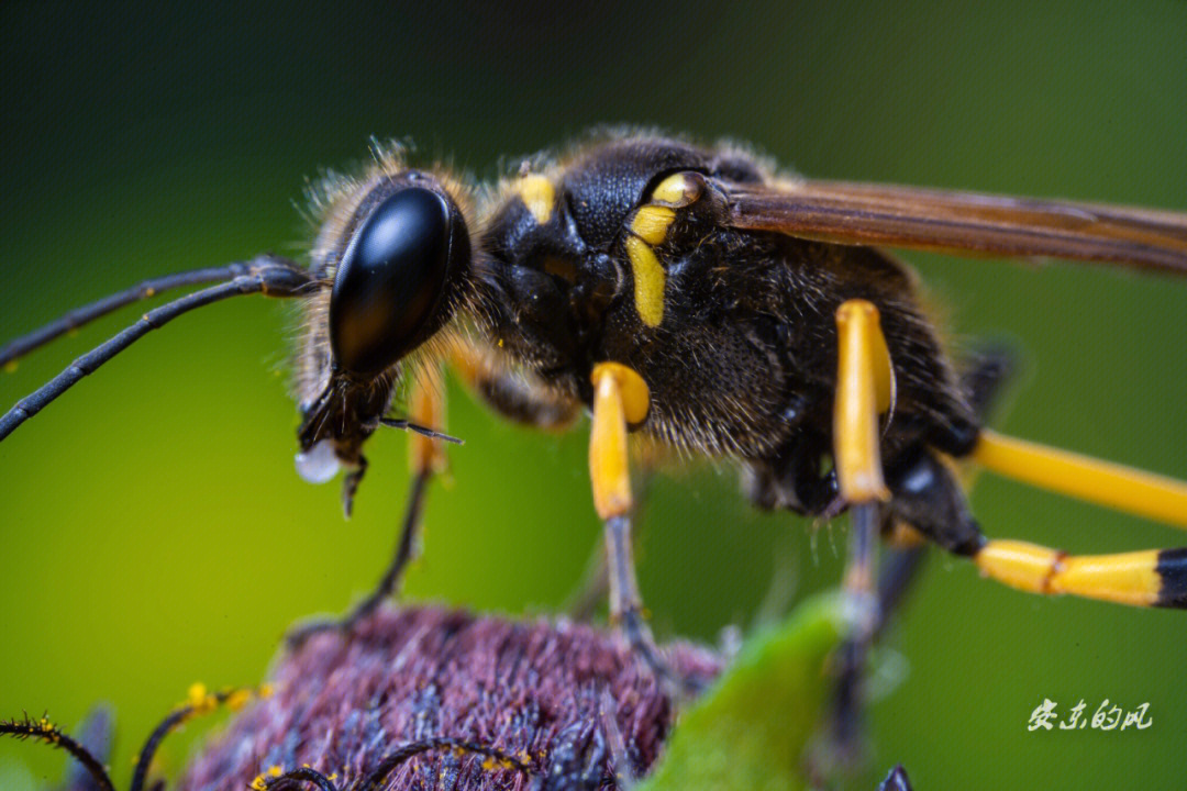 在北陵公园拍摄到的昆虫吃蜜