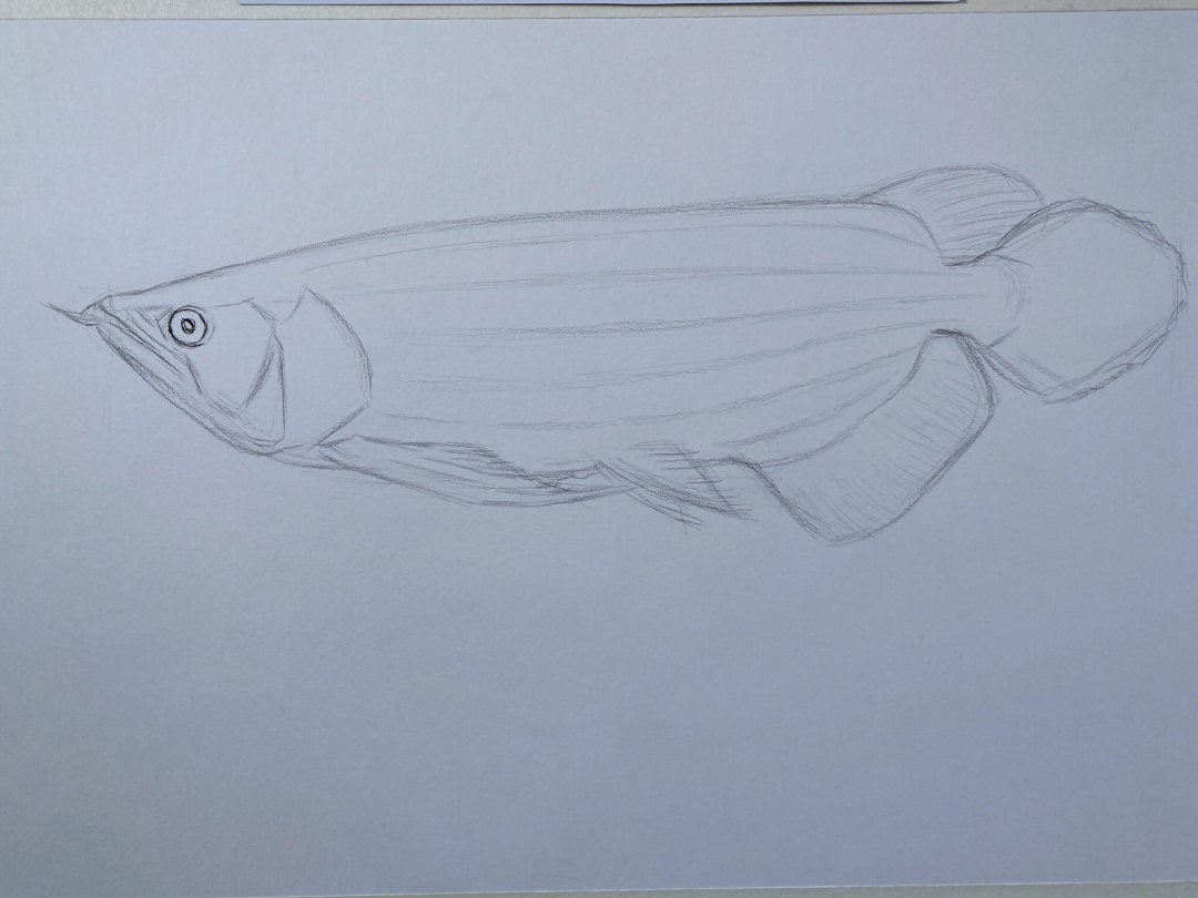 金龙鱼素描画图片