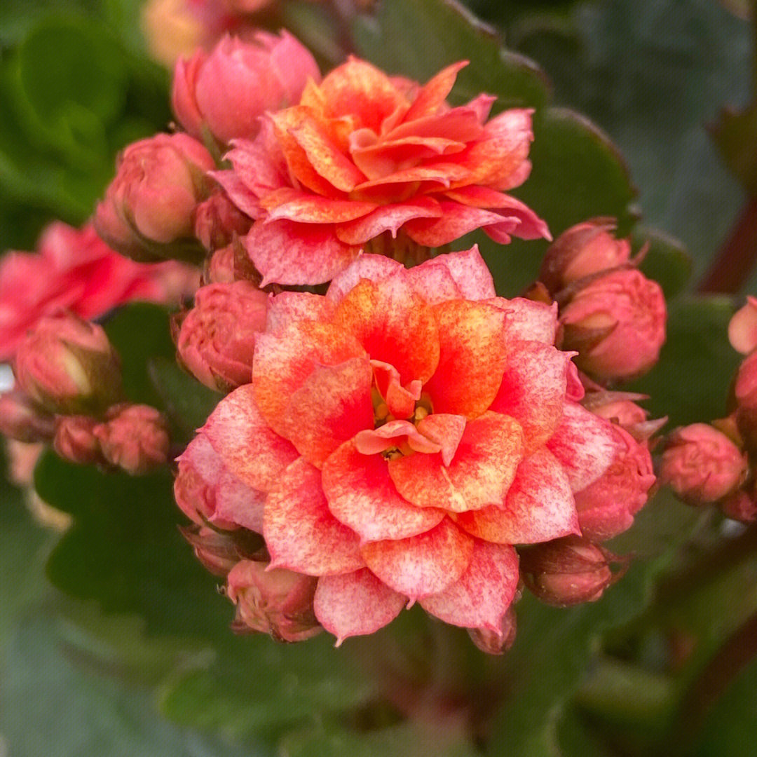 蕙兰花烟花图片