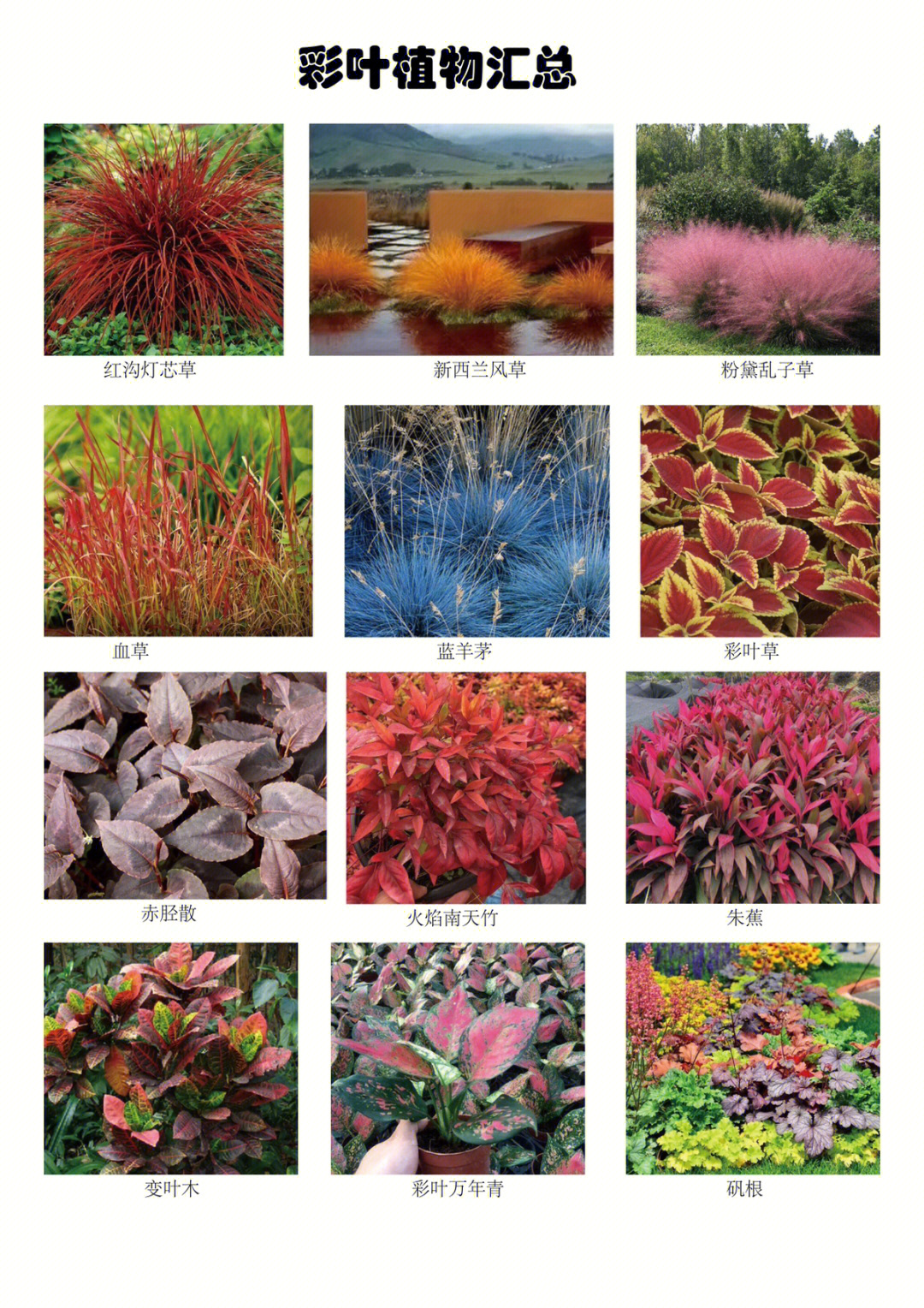 彩叶植物名称及图片图片