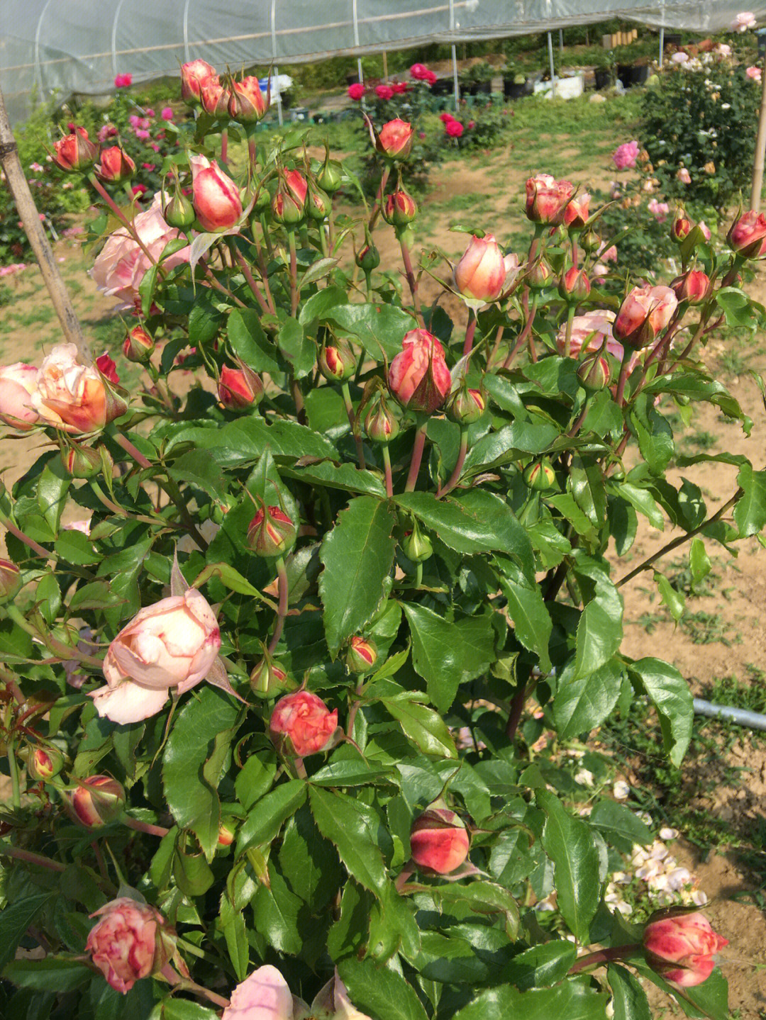 玫瑰花花骨朵样子图片