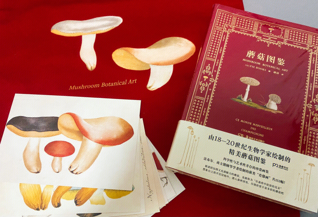 蘑菇队长晋江图片
