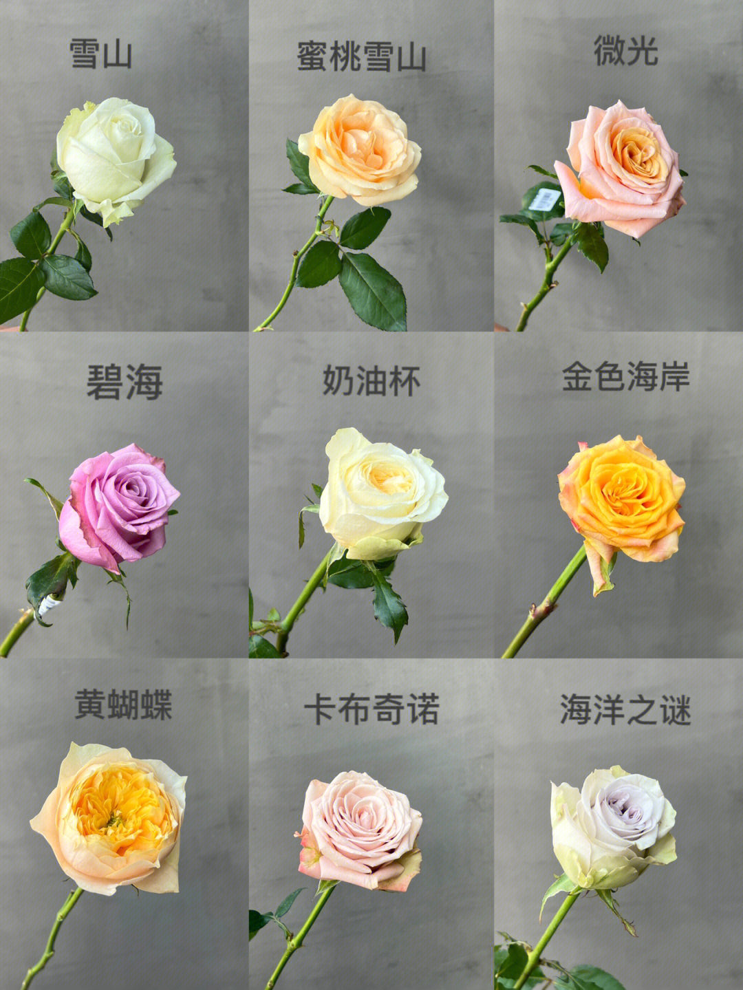 玫瑰花种类大全图片