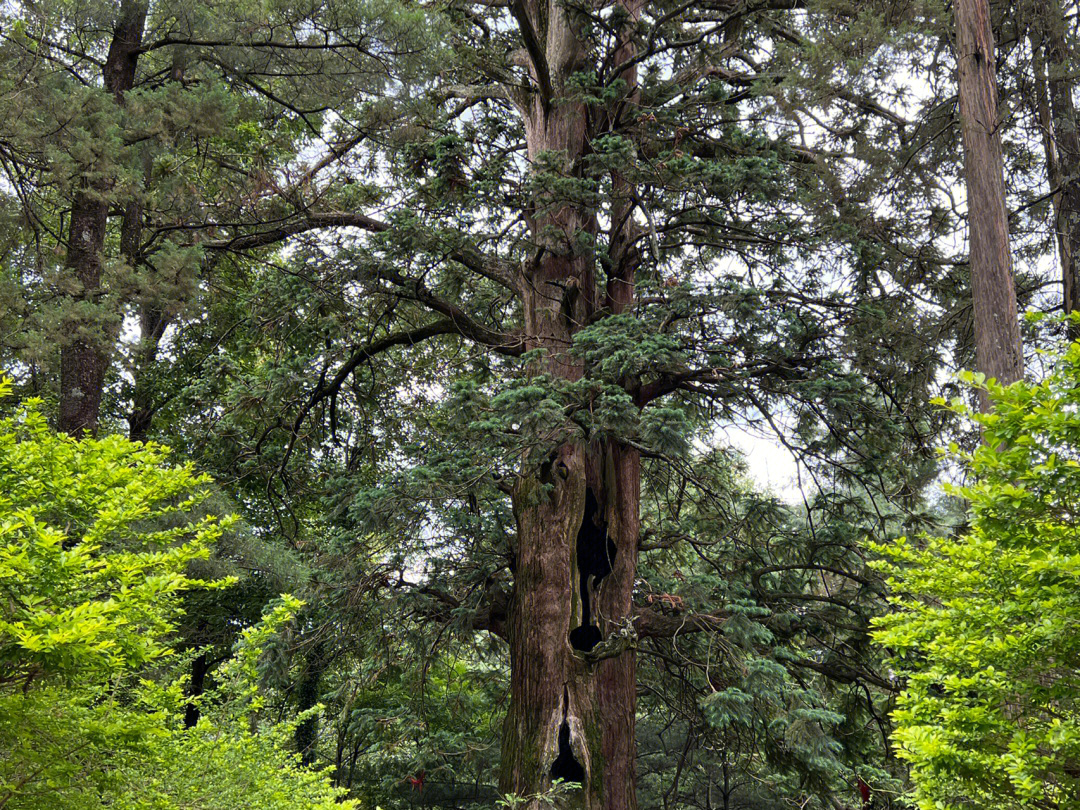 绿野仙踪