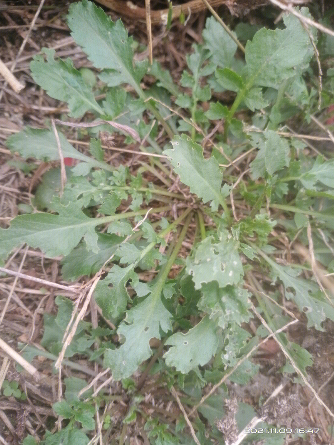 怎样区分真假荠菜图片