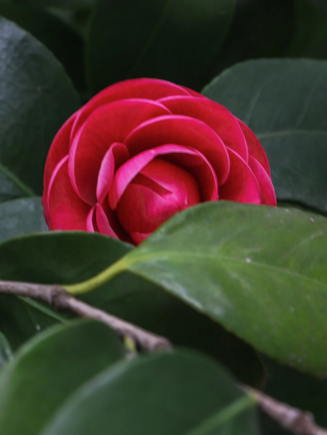 山茶花开