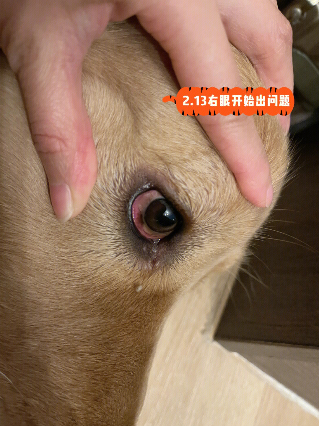 狗眼睛长了黑色斑块是怎么回事