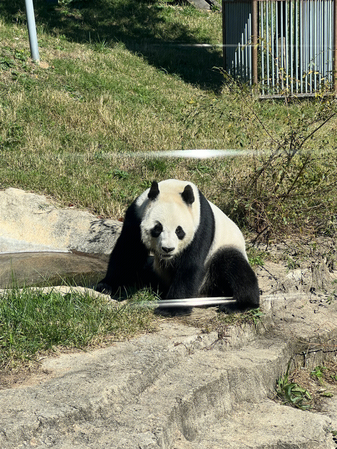 粗旷大熊猫宁宁男生