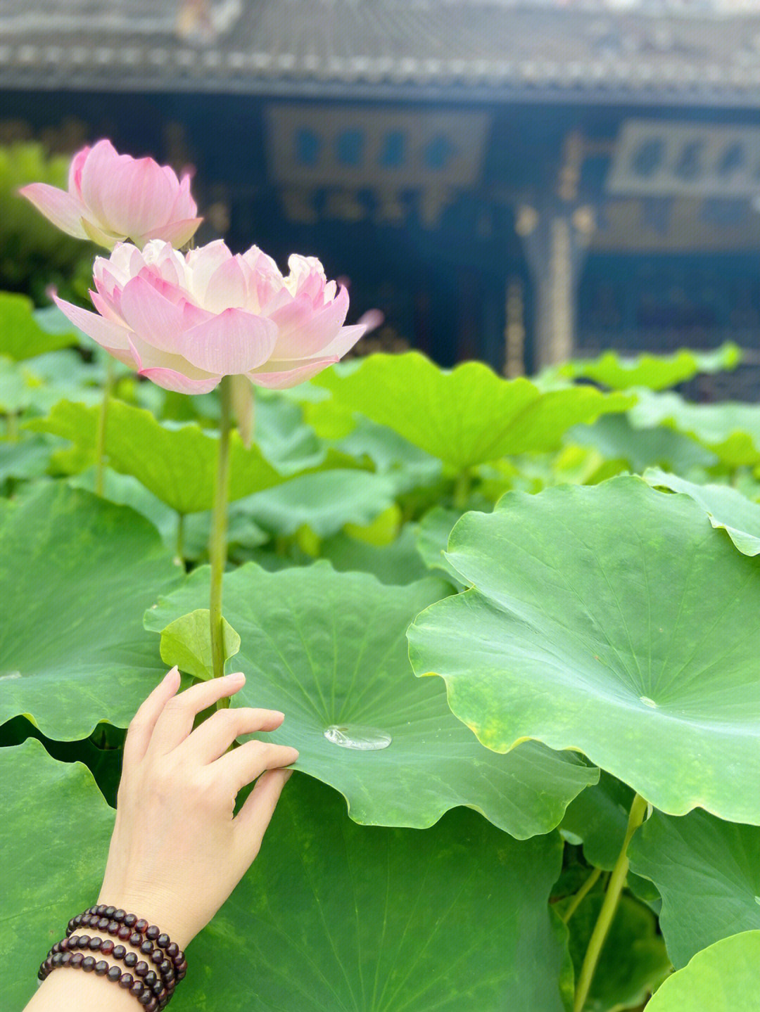 灵山会上拈花一笑图片图片