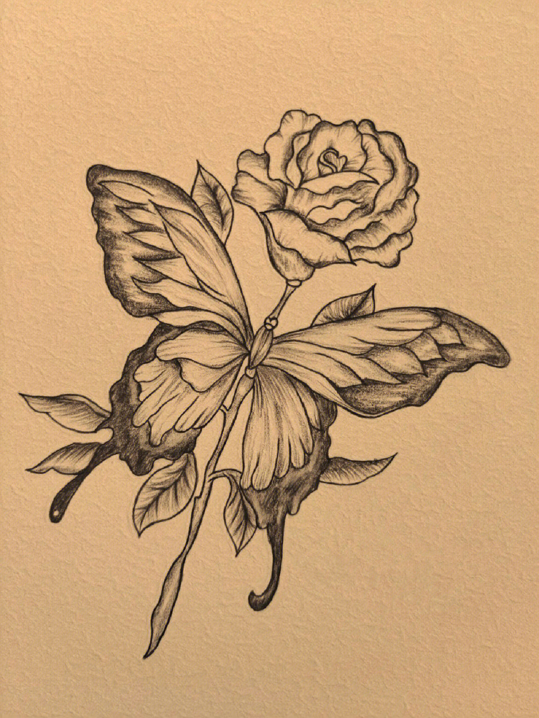 玫瑰手绘画