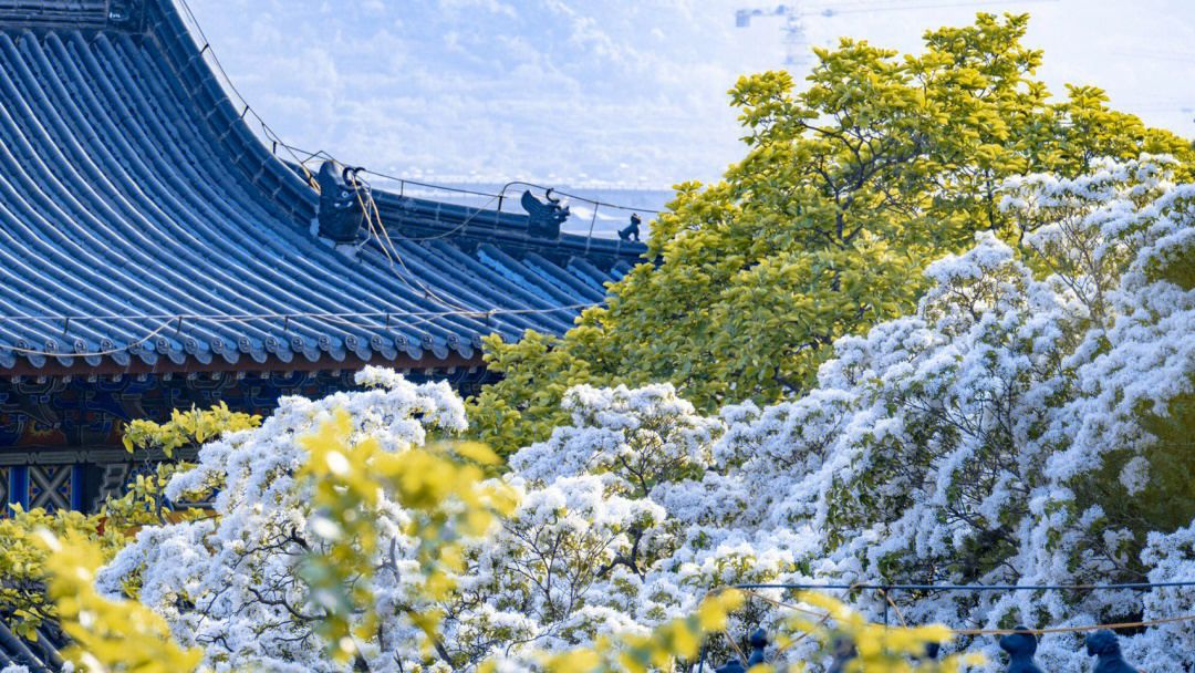 日本寺庙绣球花图片