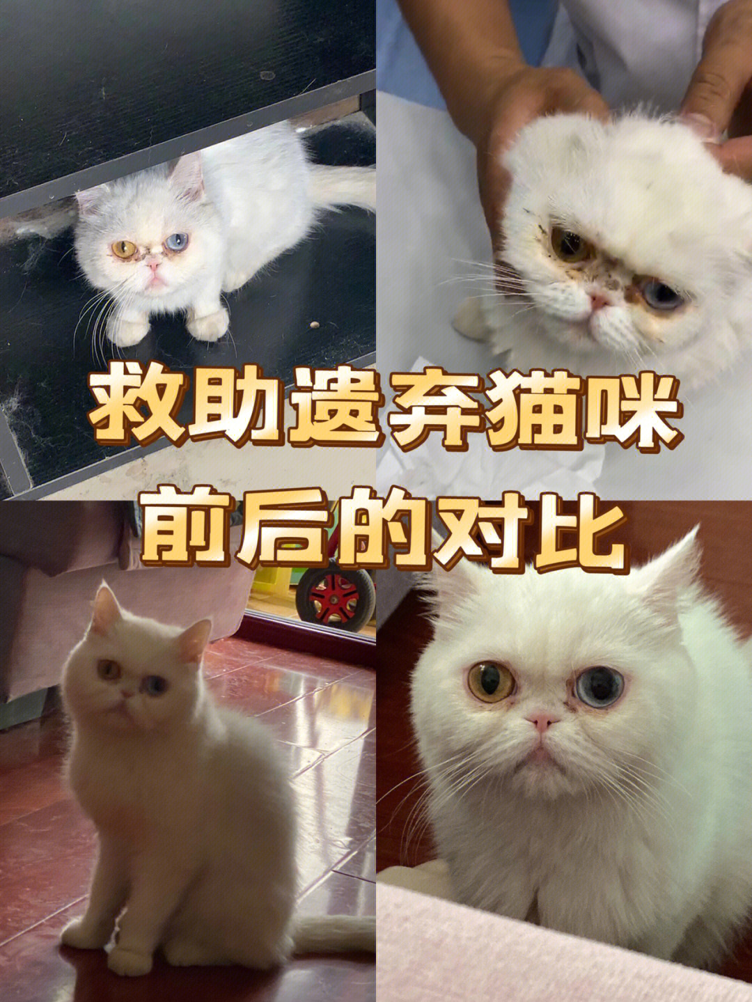 弃养猫咪图片