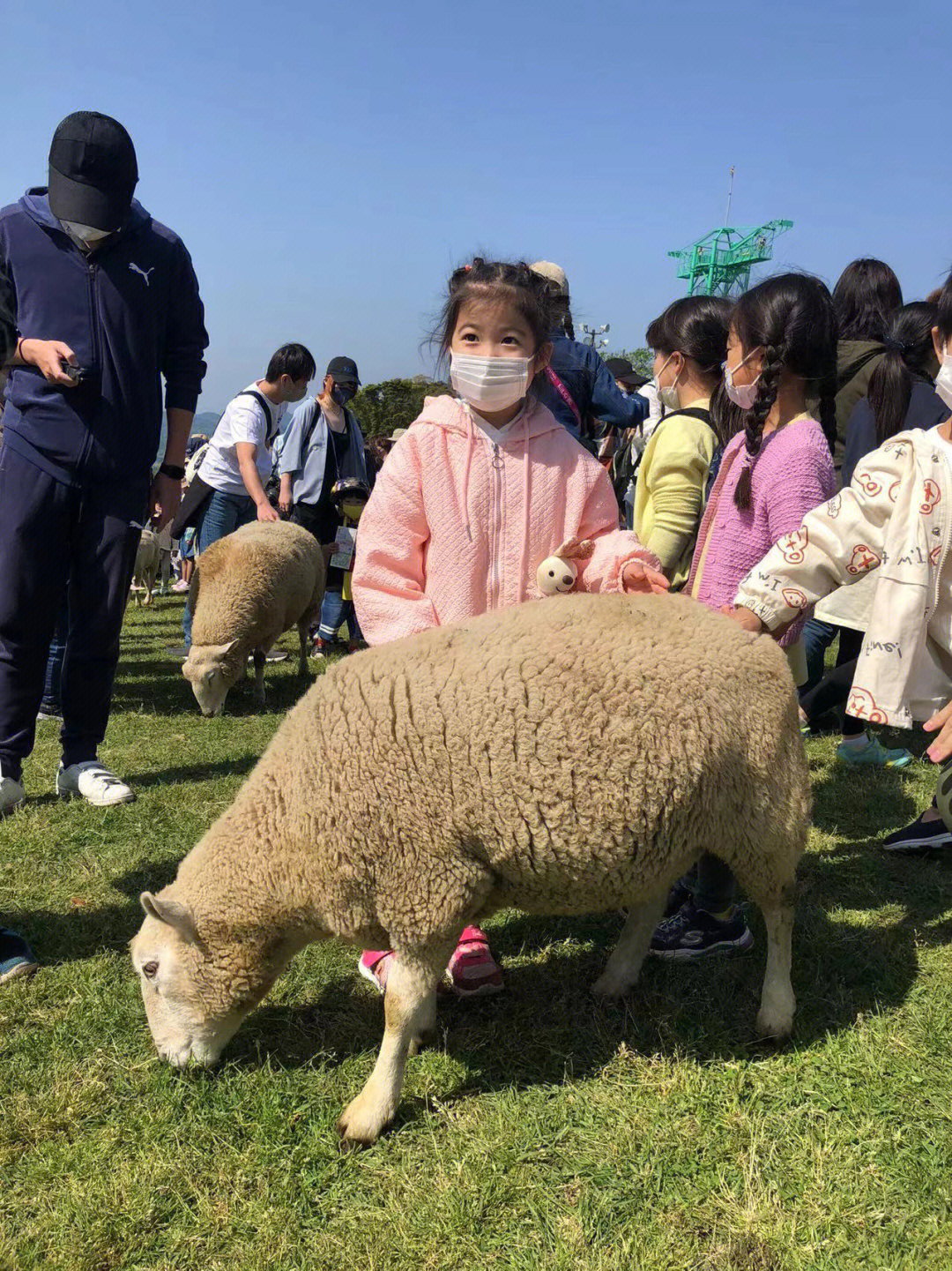 小六骑羊图片