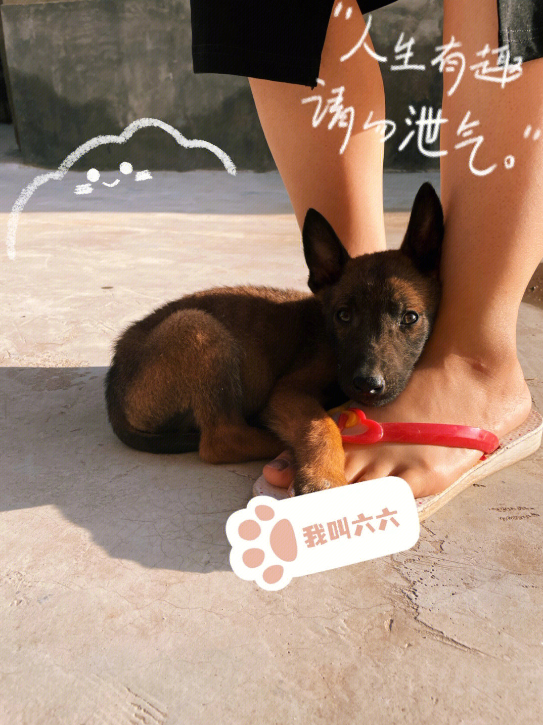 两个月的小马犬