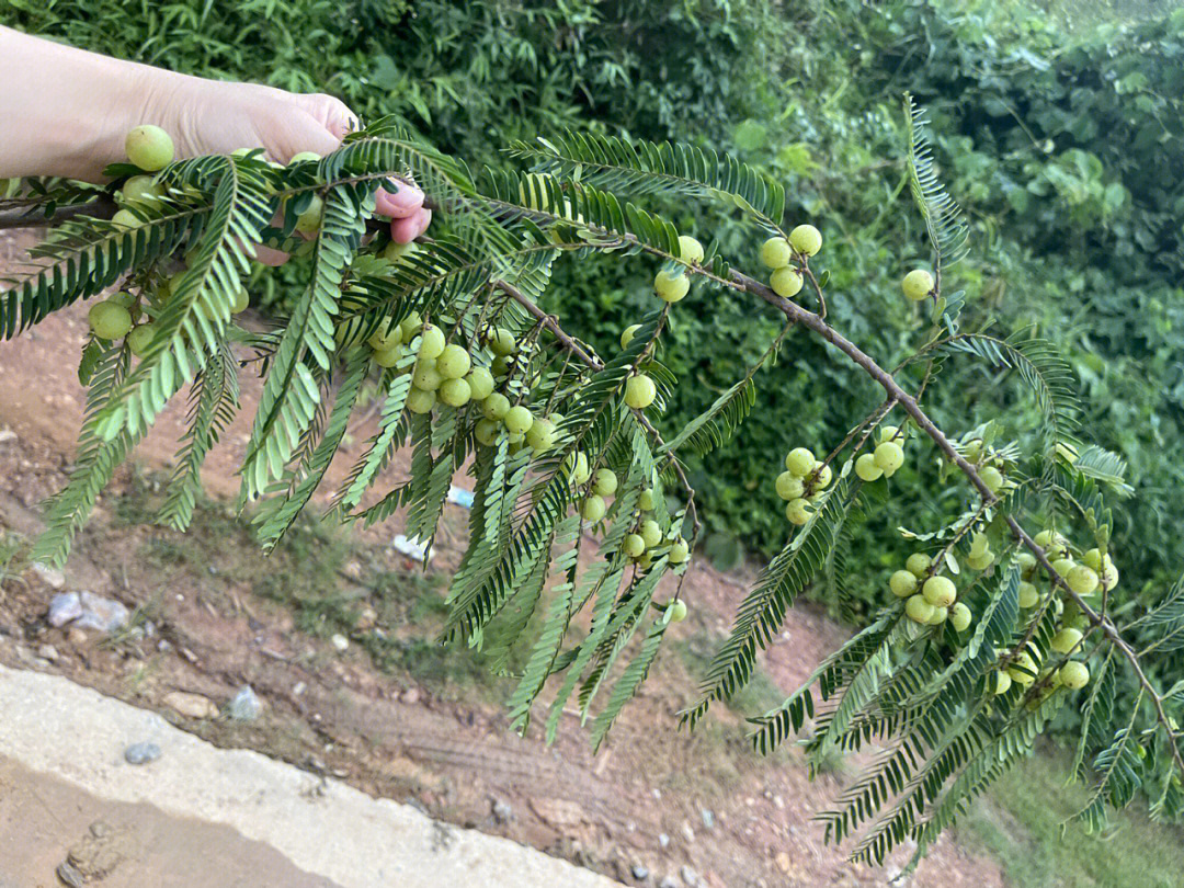 野生牛甘果