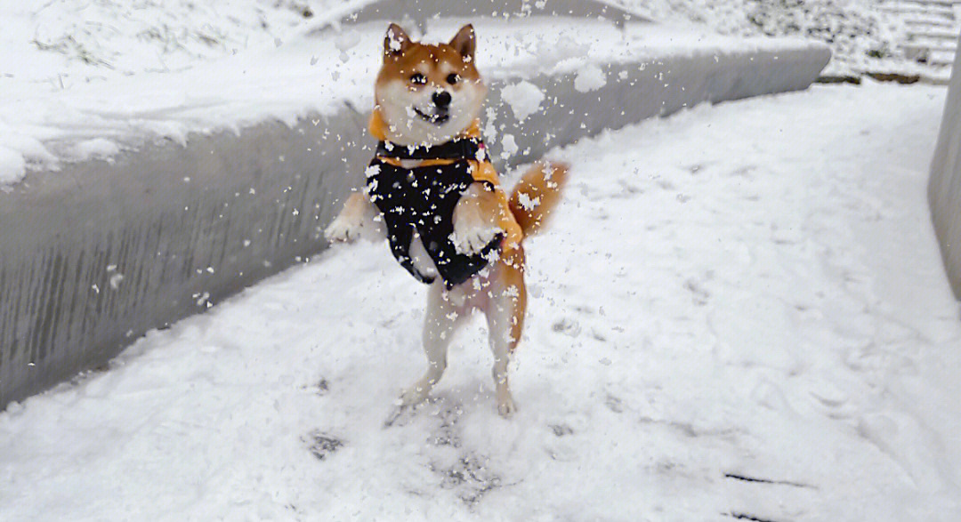 好萌柴犬见到雪到底会有多开心