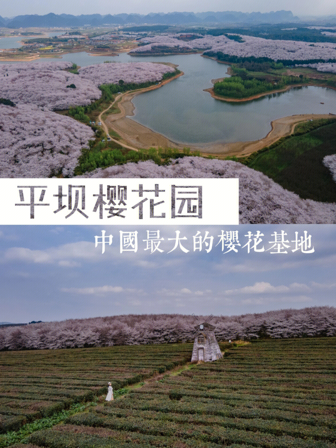 贵州平坝樱花|中国最大的樱花基地旅行攻略