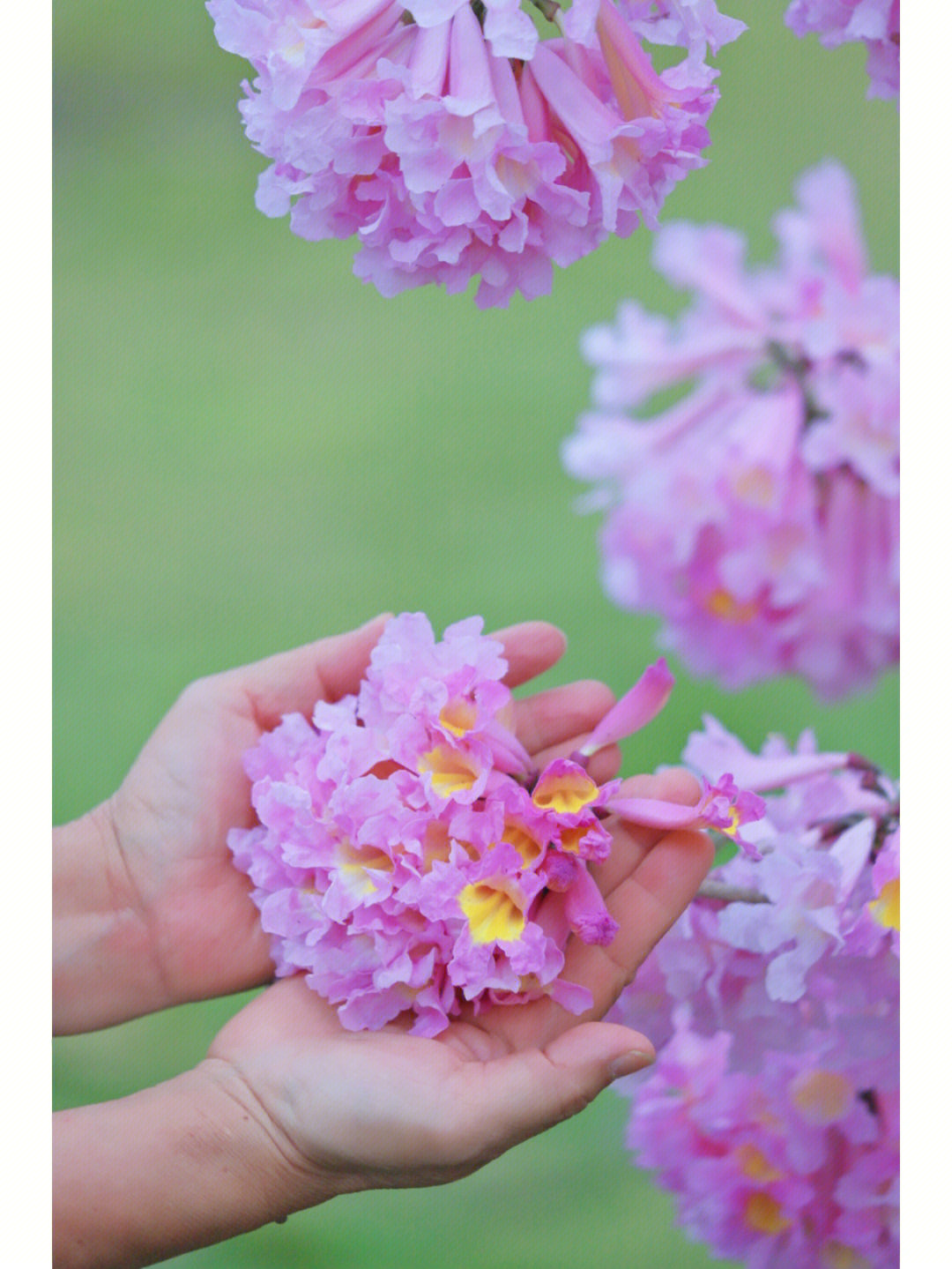 紫色风铃花的花语图片