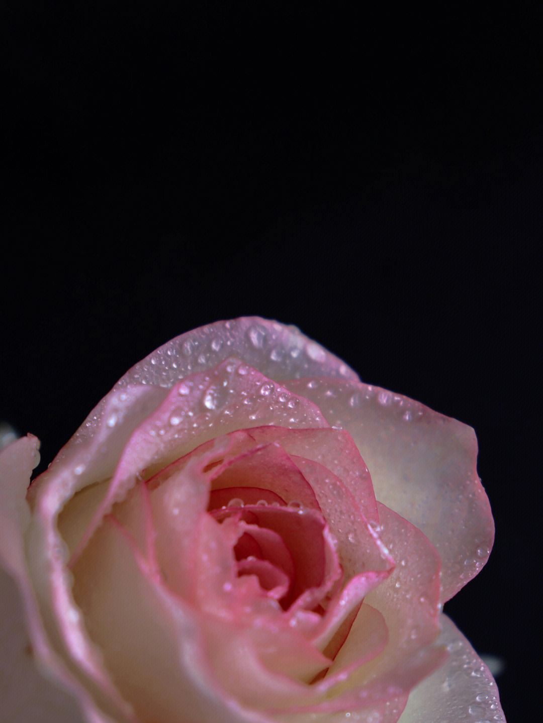 水珠粉玫瑰
