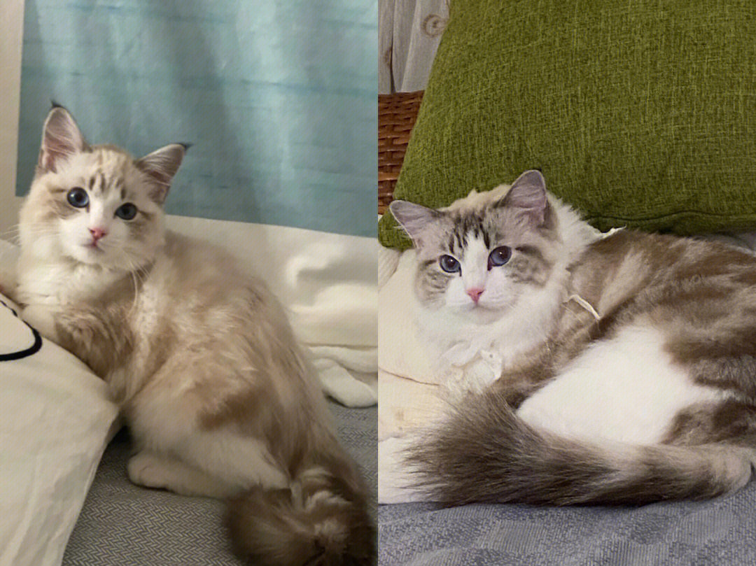 布偶猫长大后对比照片图片