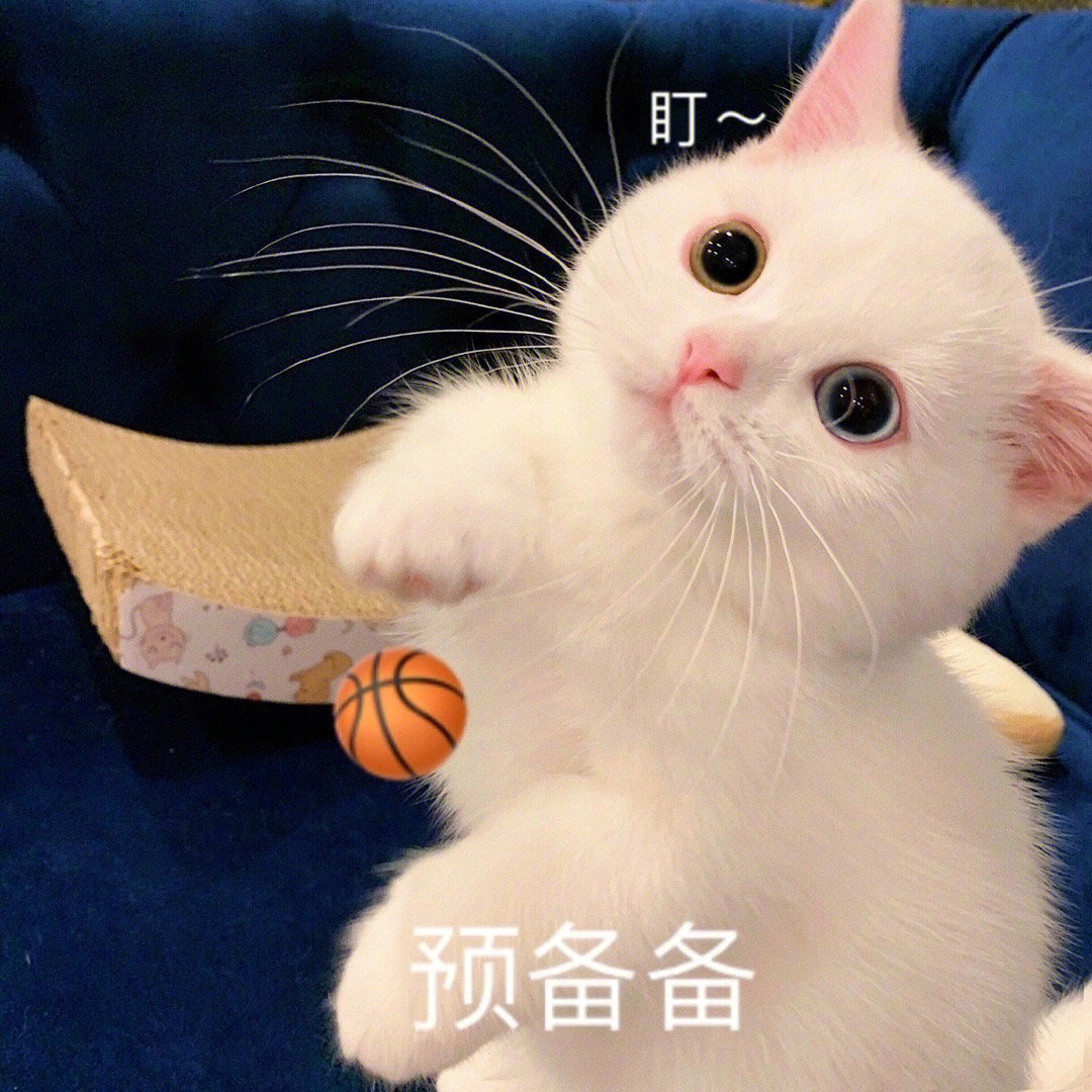 呆萌可爱小猫表情包