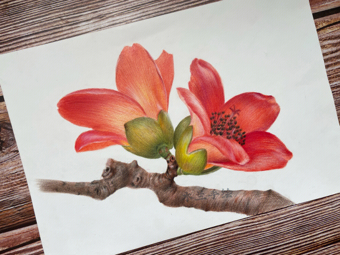 广州木棉花手绘图片