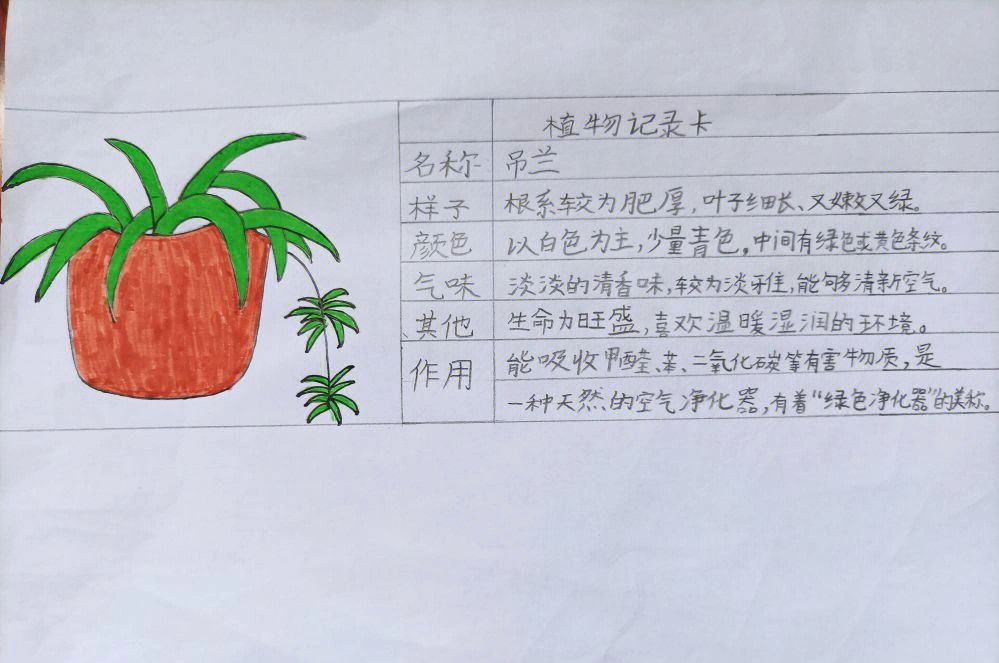 三年级语文下册学生做的植物记录卡