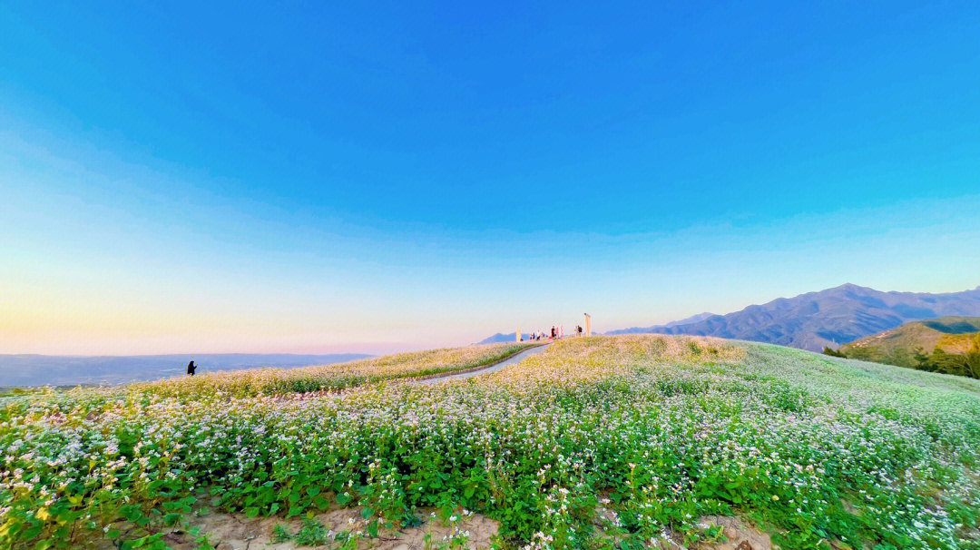 蓝田前卫鹿走沟村花海图片