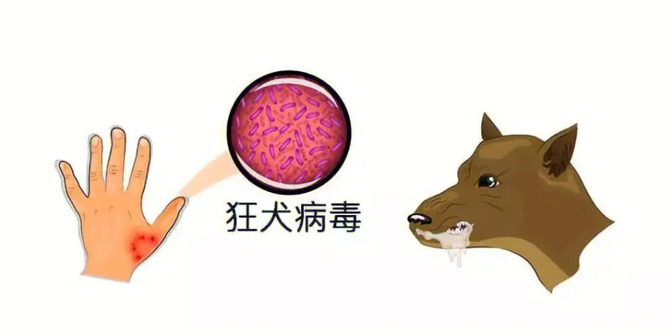 狂犬病认识与防治